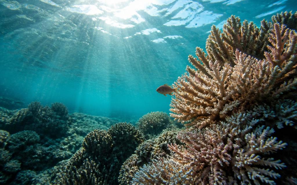 Coral colonies off Cabrera survive three marine heatwaves — Palma team maps how